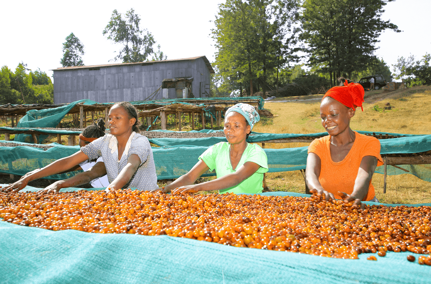 Anaerobic coffee bean fermentation - Impact Roasters