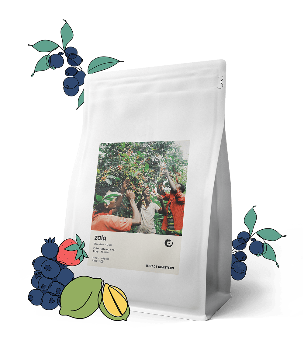 Coffee Beans - ZALA - Guji - (NEW) - Impact Roasters