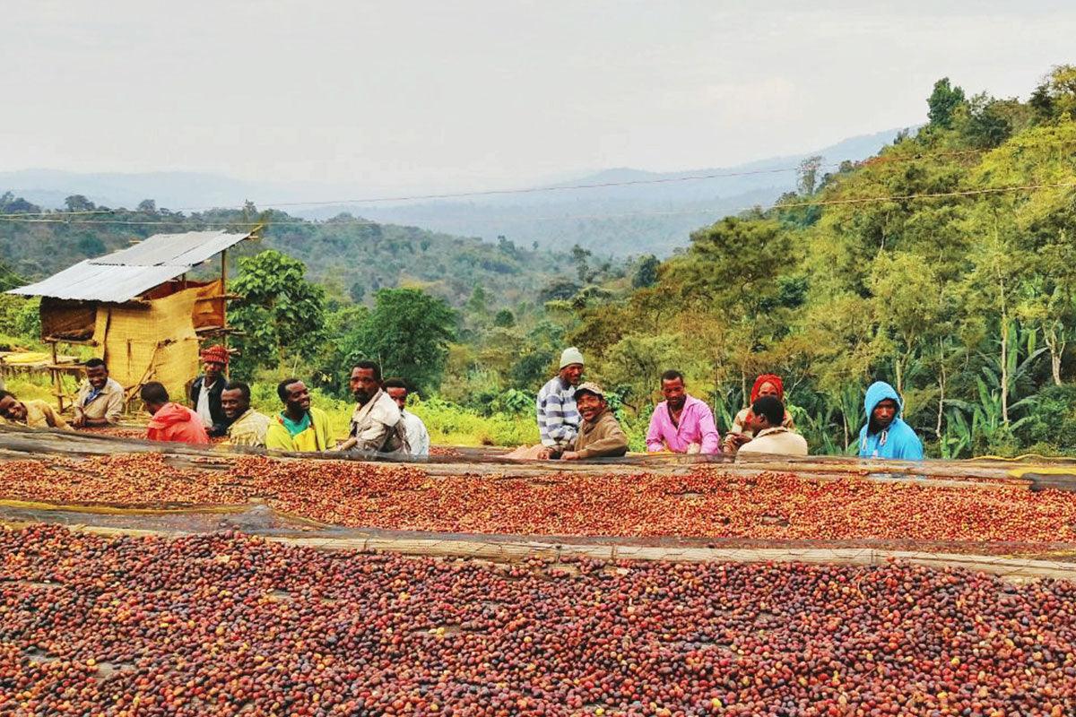 Why Ethiopian Coffee is a Specialty Coffee Lover's Dream? - Impact Roasters