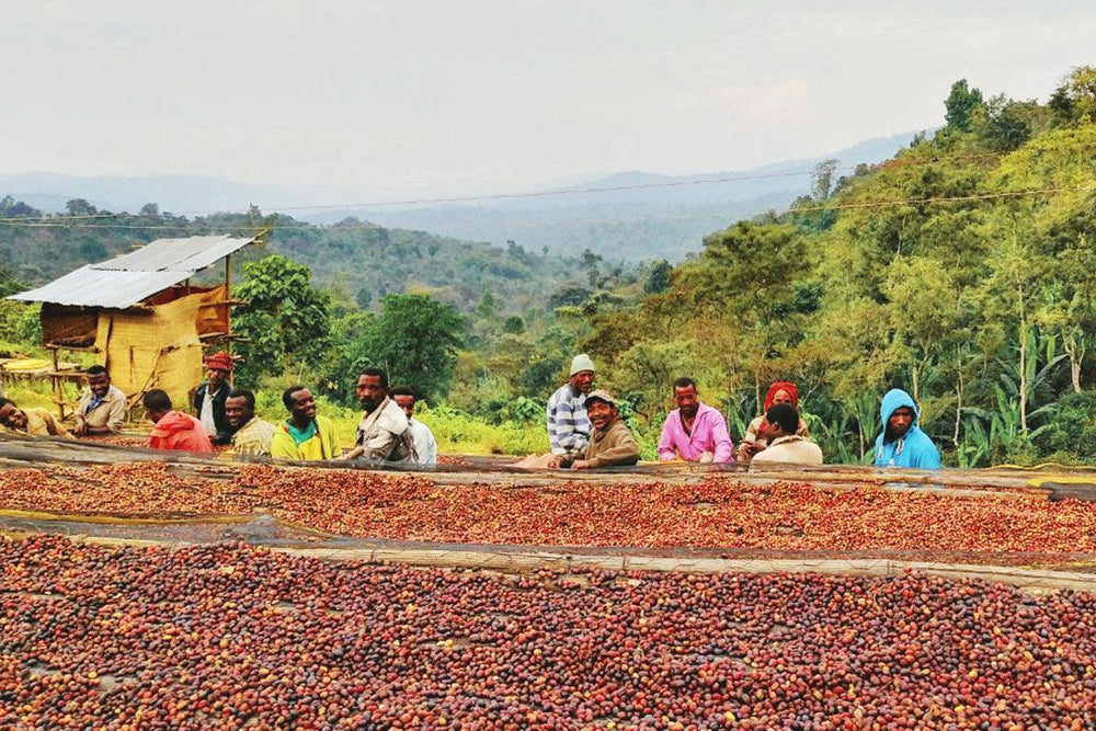 Why Ethiopian Coffee is a Specialty Coffee Lover's Dream? - Impact Roasters