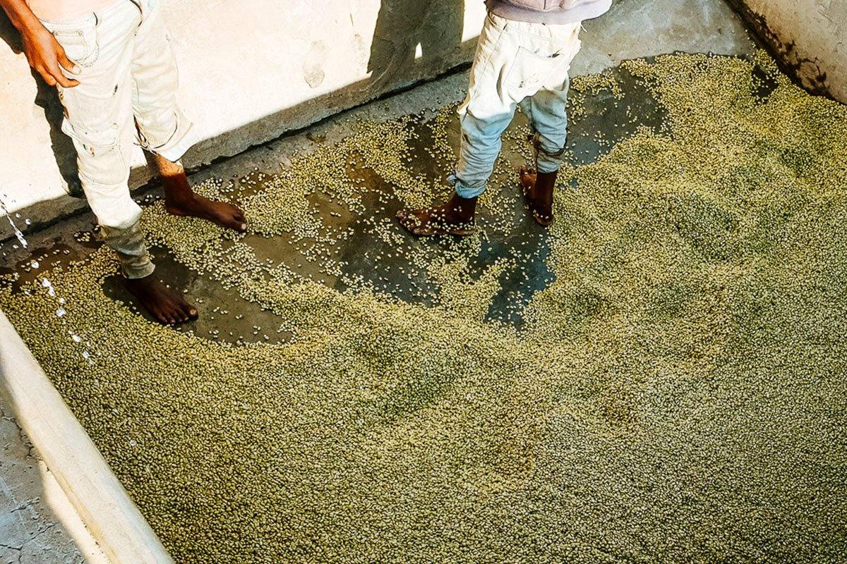 Making Ethiopian coffee processing more sustainable - Impact Roasters