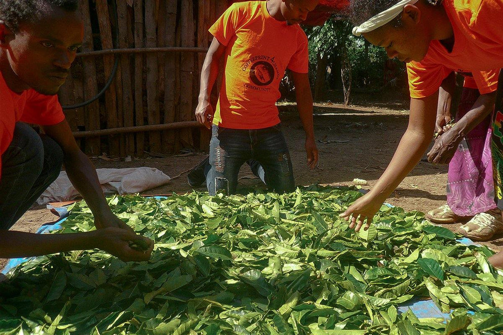 Discovering treasures of coffee leaf tea - Impact Roasters