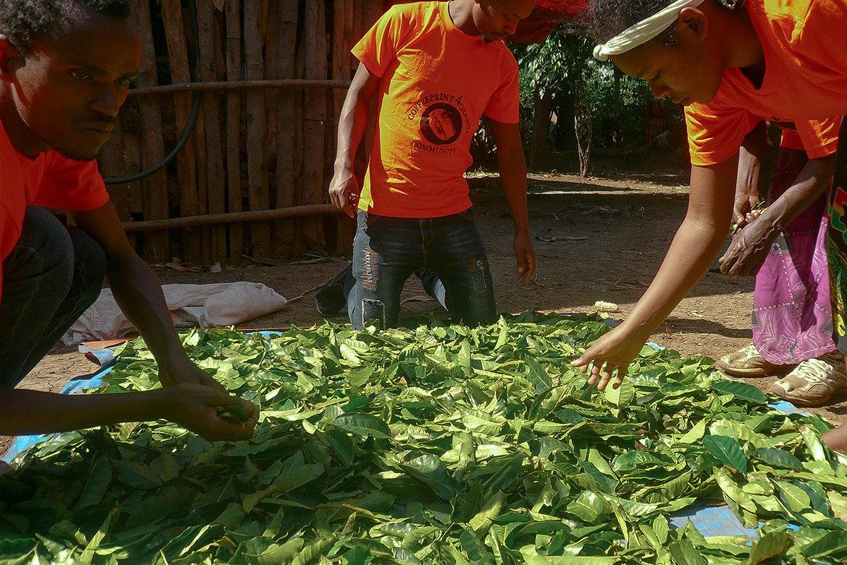 Discovering treasures of coffee leaf tea - Impact Roasters