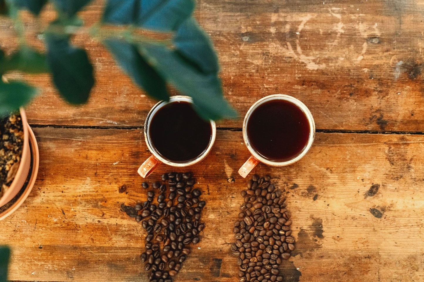 Arabica vs. Robusta - Impact Roasters