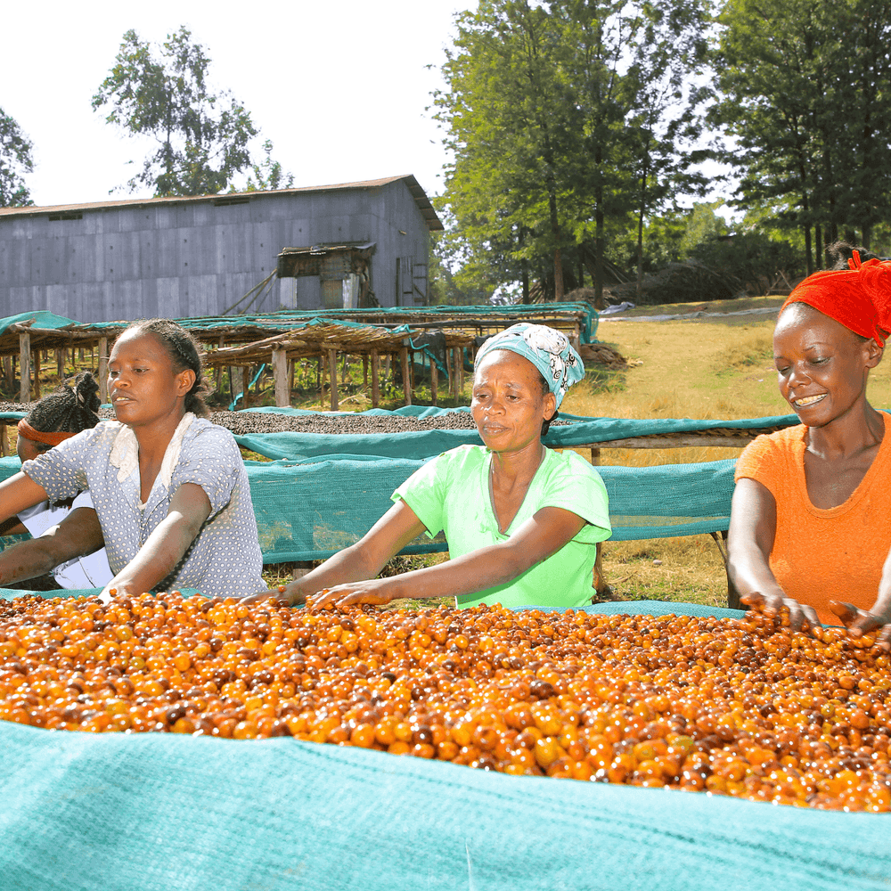Anaerobic coffee bean fermentation - Impact Roasters