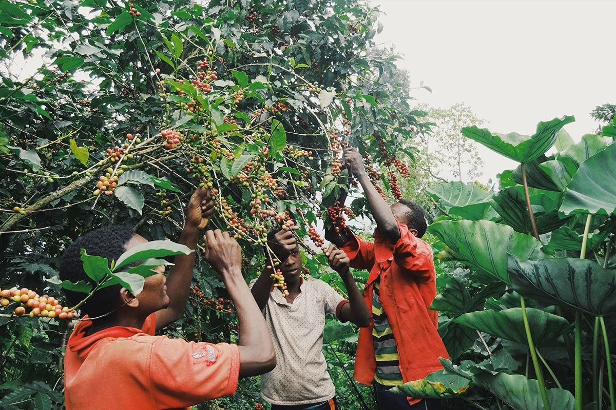 What you need to know about Guji coffee - Impact Roasters