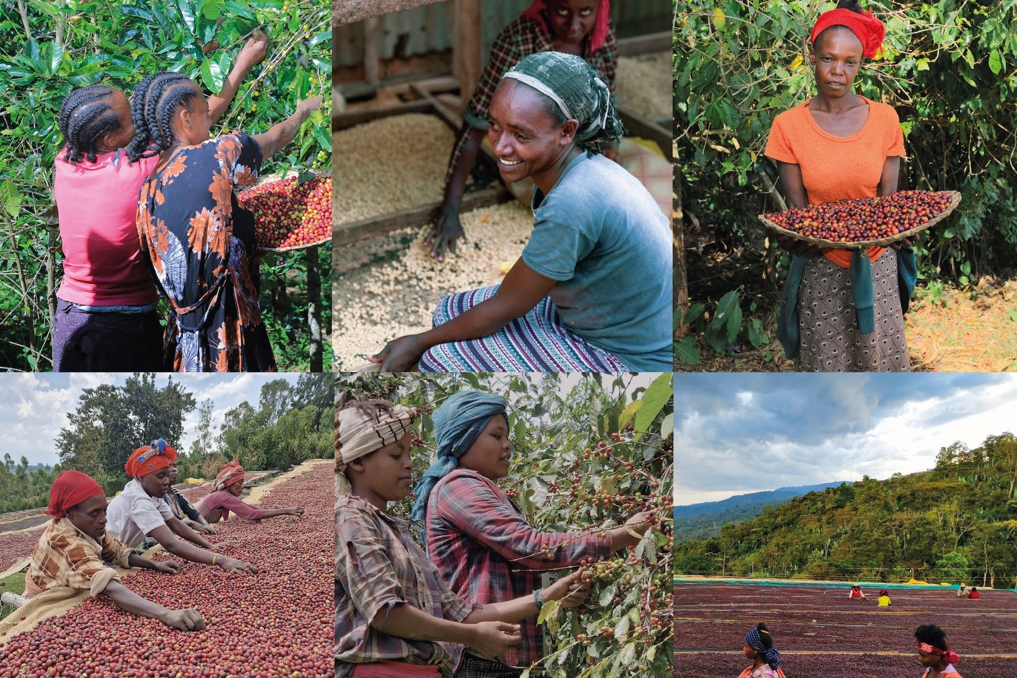 Ethiopian woman working with coffee. 