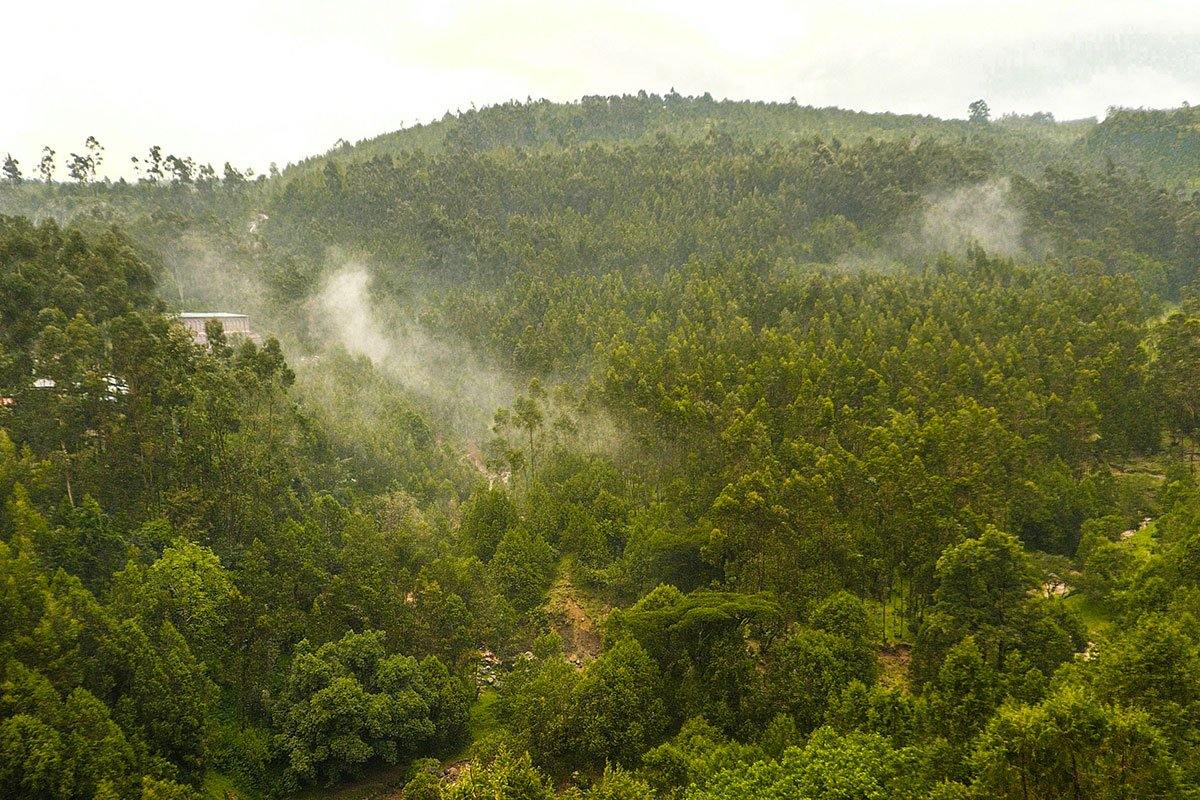 The ultimate guide to Kaffa Forest coffee - Impact Roasters