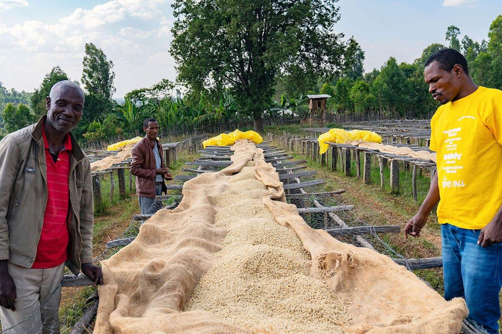 The best beginner’s guide to coffee processing methods - Impact Roasters