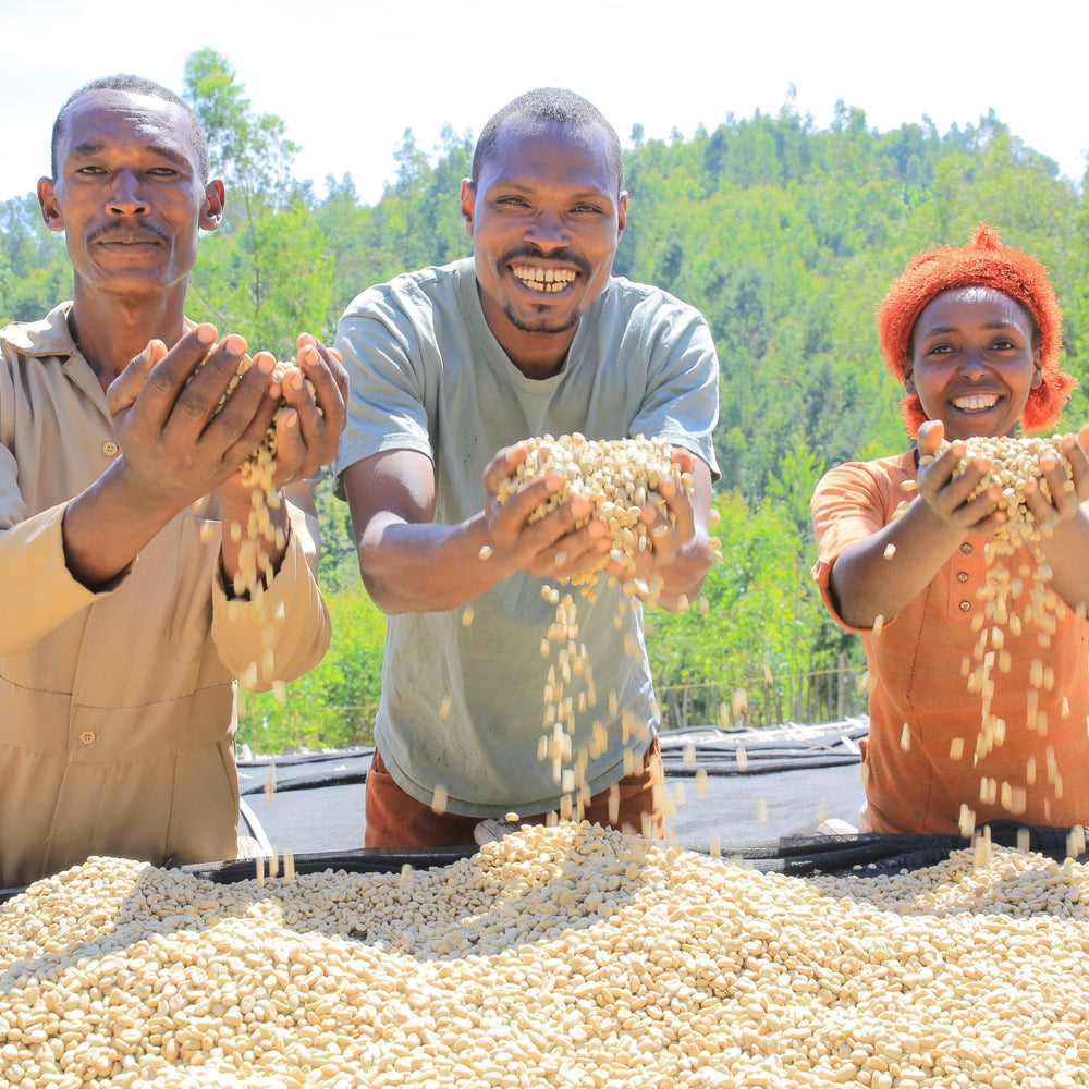 We are Refining our Organic Practices - Impact Roasters
